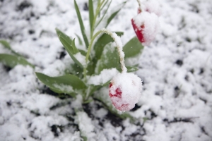 В Омске снова выпадет снег — прогноз синоптиков
