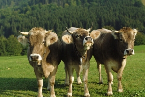 В Омской области у коров обнаружили опасное заболевание