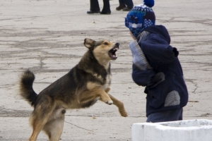 В Омске стая бродячих собак покусала 9-летнего мальчика
