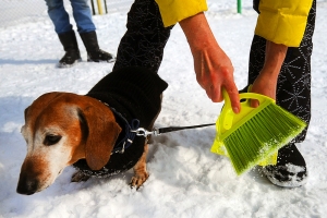 В Омске дворник запретил владельцам собак выбрасывать их экскременты в урну