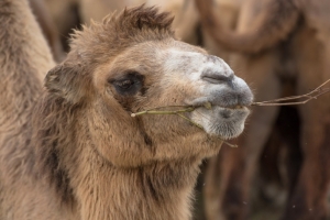 В Омской области агрессивный самец верблюда убил пастуха