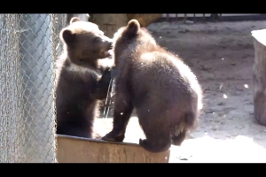 Весна, Победа и Салют: Омичам предлагают выбрать имена для медвежат из зоопарка
