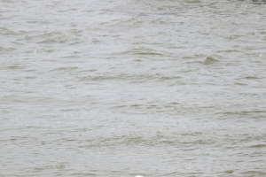 Во время купания в Иртыше трех омичей унесло течением: двое парней выжили, девушка утонула — соцсети