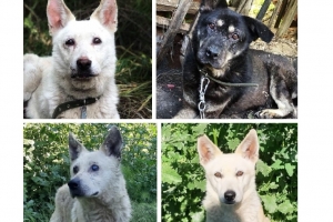 В Омске почти всем собакам, которых нашли полуживыми в заброшенном доме, отыскали новых хозяев
