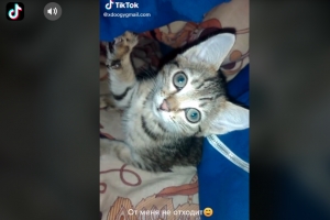 Омич спас замерзающего котенка, назвал его Отморозком и постит с ним видео в тиктоке
