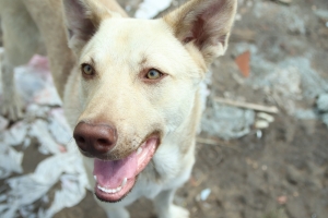 В Омске появляется все больше бродячих собак