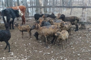 Омич, обвинивший соседа в поджоге стада овец, сам сжег животных