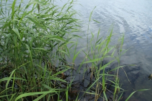 Потерял весло, а лодка дала течь: рыбак едва не утонул в самом крупном озере Омской области