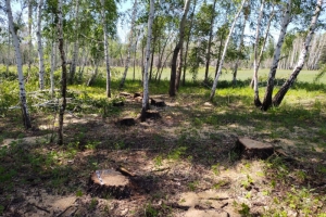 Под Омском пресекли канал незаконной добычи древесины — лес вырубался в природоохранной зоне