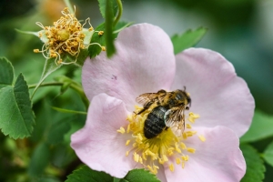 Жители района Омской области судятся с аграриями из-за массовой гибели пчел