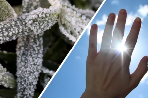 В ближайшие дни Омскую область ждут погодные качели — от заморозков до 30-градусной жары