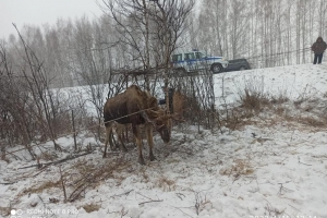 На омской трассе водители спасли обессилевшего лося — он запутался в низко висящих проводах (Фото, видео)