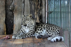 В Большереченский зоопарк привезли редчайшего дальневосточного леопарда