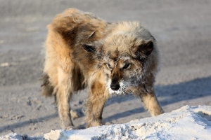«Кидается на всех — на взрослых и детей»: В селе под Омском жители пожаловались на агрессивную собаку