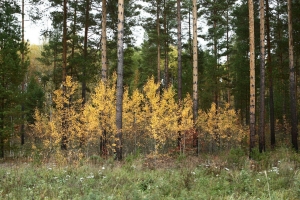 Омскому сельчанину за вырубку поврежденного леса дали условный срок