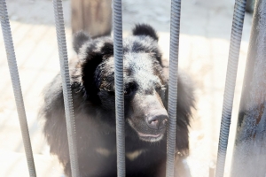 В Омской области открывается сезон весенней охоты на медведя