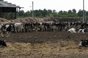 В нескольких районах Омской области ввели карантин из-за болезни рогатого скота