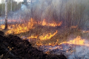 В Большеуковском районе Омской области уже вторые сутки горит лес