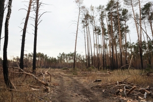 Из-за постоянных пожаров в Омской области продлили запрет на посещение лесов 