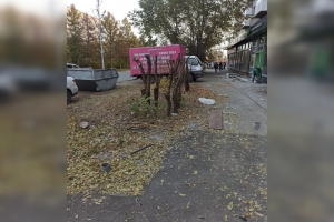 Неизвестные обрезали в Омске кроны пышных деревьев – нарушителей ищет полиция