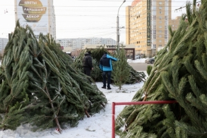 От 500 до 1500 рублей: новогодние деревья в Омске будут продавать по прошлогодним ценам