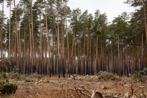 Омские лесхозы отказались от профилактических выжиганий травы весной
