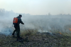 В Омской области разгорелся масштабный лесной пожар