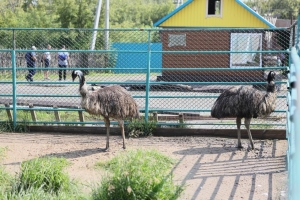 Ферма «Омский страус» получила лицензию на использование животных и объявила об открытии