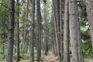 В Омской области снимают запрет на посещение лесов