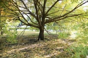 «Скоро в степи жить будем»: в Омске «зеленая комиссия» разрешила снос более 600 деревьев