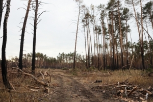 В лесах Омского района несколько дней бродит нездоровый мужчина с собакой 