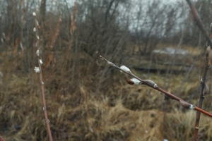 На севере Омской области распустилась верба, а в городе зацвели цветы