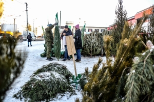 Во всех округах Омска определились с местами под елочные базары: где можно будет купить сосны и ели