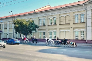 После травмоопасного побега пони Барби депутаты обсудили, как организовать прокат лошадей в Омске