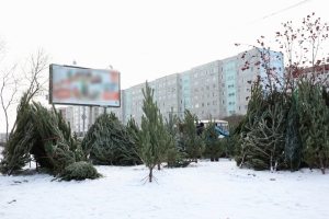 Названы места первых елочных базаров в Центральном округе Омска