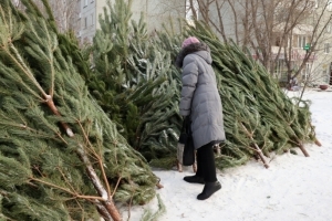 Омичи внаглую воруют елки с городских улиц