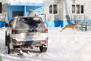 В Омской области ищут участников расправы над косулей, которые натравили на нее собаку