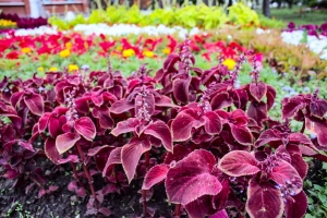 Власти потратят 1 млн рублей на рассаду цветов для украшения «госдачи» на Березовой в Омске