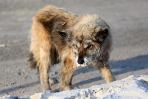В Омской области зарегистрировали 11-й очаг бешенства – заразилась собака