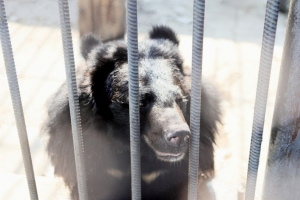 «Весна точно наступила»: в Большереченском зоопарке проснулся медведь