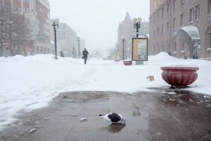 В Омске начинается таяние снега - в ближайшие дни будет оттепель