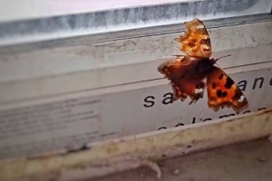 Чудо природы: в начале марта в Омске проснулись первые бабочки