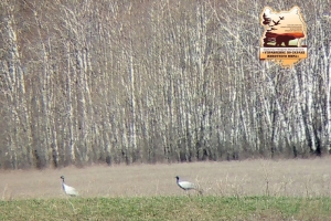 В районе Омской области заметили пару краснокнижных журавлей-красавок