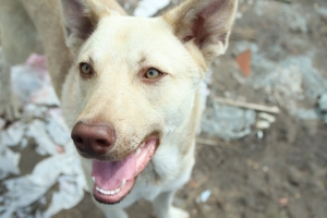 В Омске бездомные собаки, попадающие в отлов, усыпаны клещами