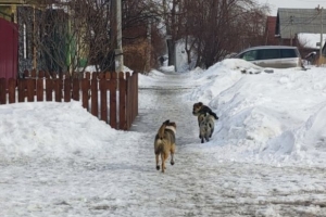 В пользу школьников, которых укусила бездомная собака, суд взыскал компенсацию с омской мэрии