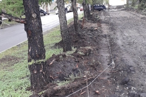 В омской мэрии сообщили, что лиственницы, поврежденные во время благоустройства Городского сада, придется спасать