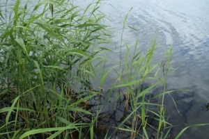 Уровень воды в Иртыше возле Усть-Ишима за сутки упал на пять сантиметров