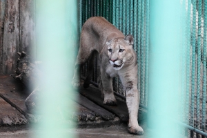 В Большереченском зоопарке вода подошла к клеткам с животными
