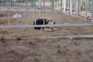 «Просто проходил мимо» - в Омске бездомная собака укусила 7-летнего ребенка
