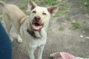 «Рентген показал, что в нее стреляли» - в Омске обнаружили собаку с пулей в теле и шурупами в лапе
